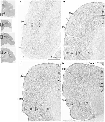 Laminar Pattern of Projections Indicates the Hierarchical Organization of the Anterior Cingulate-Temporal Lobe Emotion System